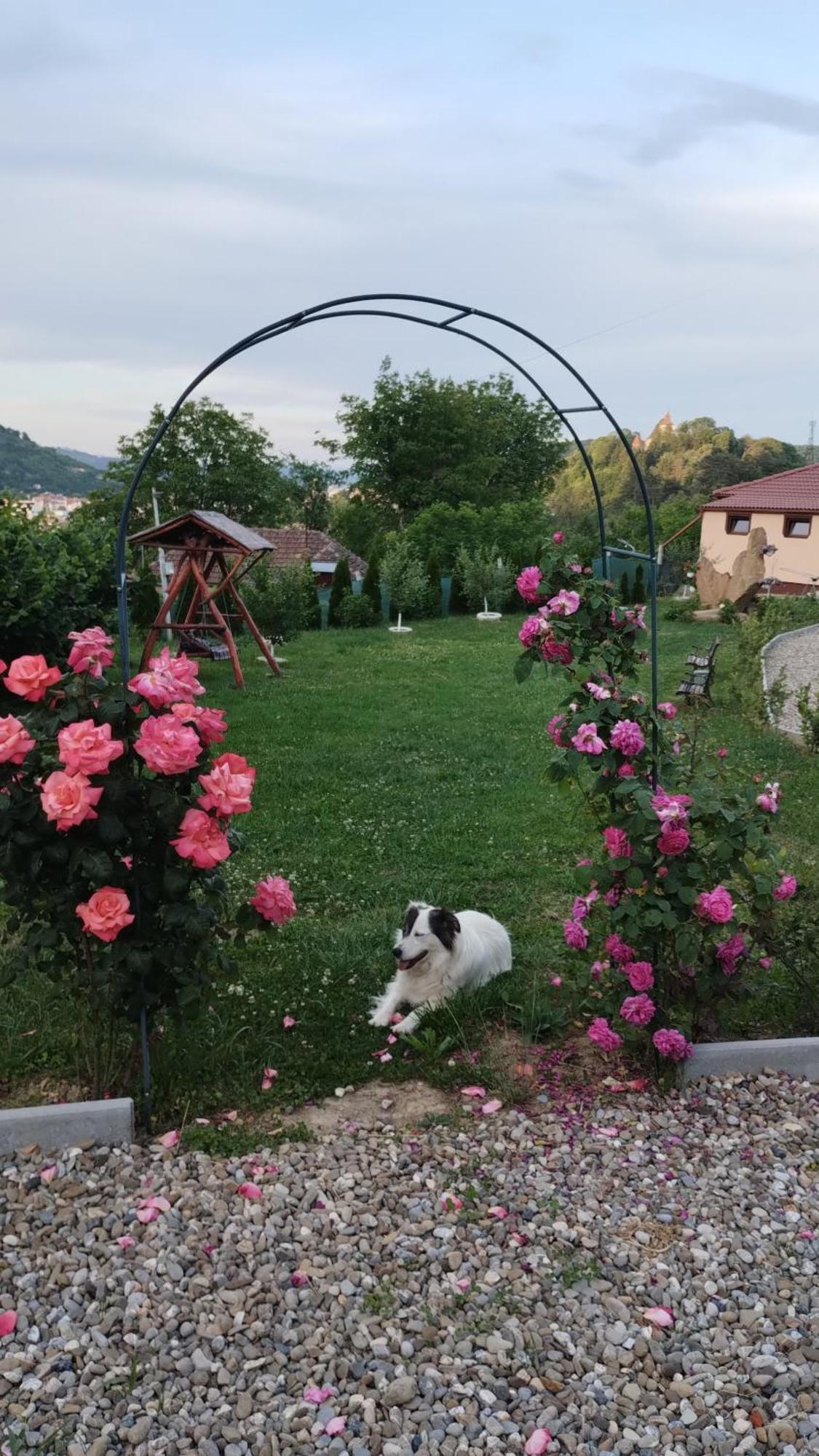 Chalets Du Bf Sighişoara Exteriér fotografie